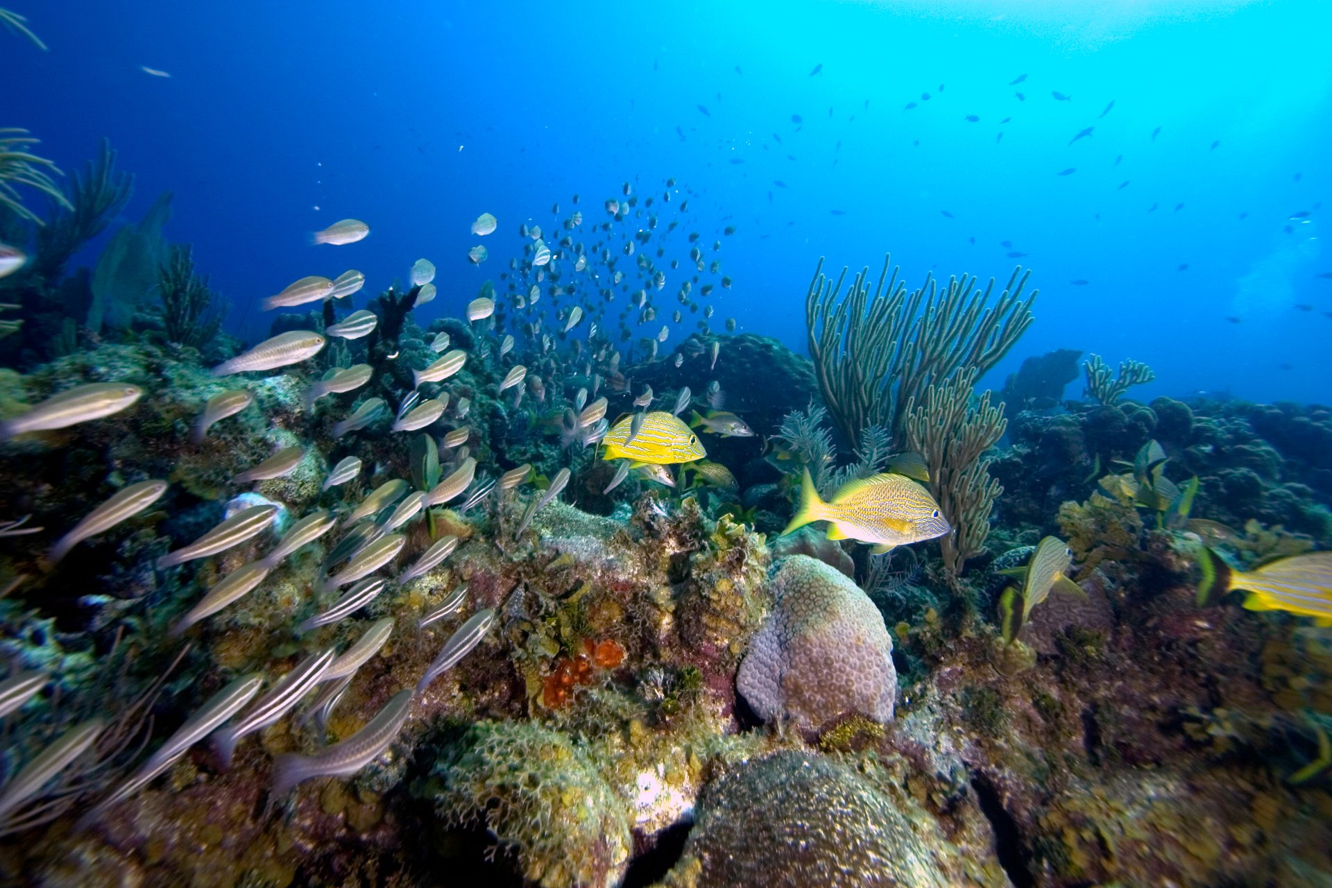 THE FISH SPECIES OF THE NORTHERN COAST OF CIEGO DE AVILA PROVINCE, CUBA