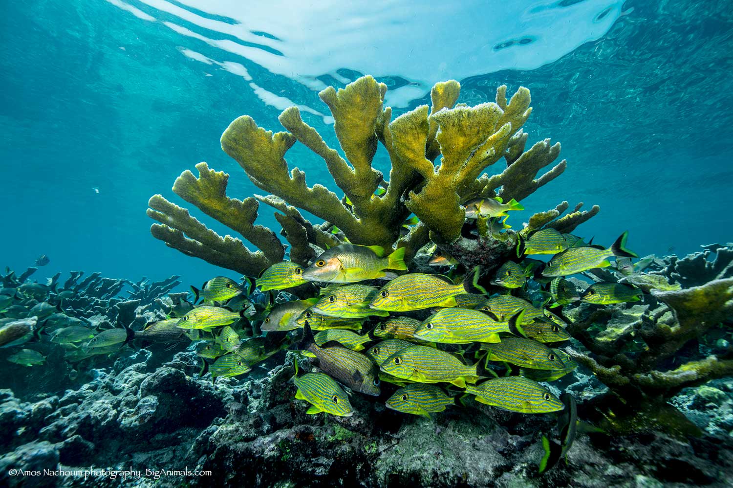 ELKHORN & STAGHORN CORALS SURVEY IN JARDINES DE LA REINA NATIONAL PARK